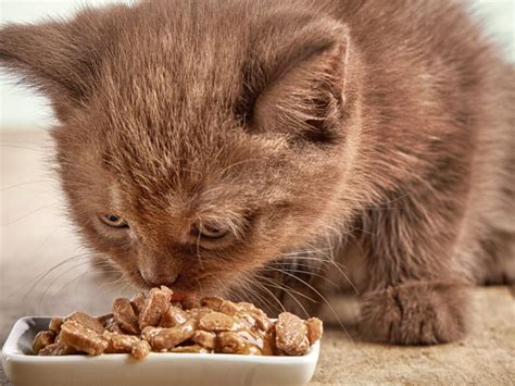 At What Age Can Kittens Eat Adult Food: Exploring the Transition and Beyond