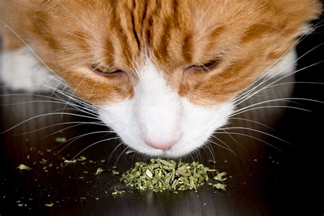 Can You Put Catnip in Cat Food? And Why Do Cats Think They Own the Internet?