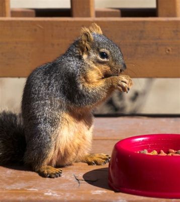 Do Squirrels Eat Dog Food? And Why Do They Sometimes Prefer It Over Acorns?