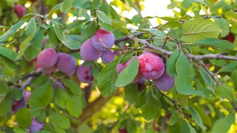 Do You Need Two Plum Trees to Produce Fruit, or Can One Tree Dance Alone in the Moonlight?