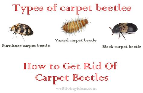 How to Get Carpet Beetles Out of Car: A Journey Through Chaos and Cleanliness