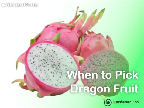 How to Pick Dragon Fruit: A Journey Through the Orchard of Imagination