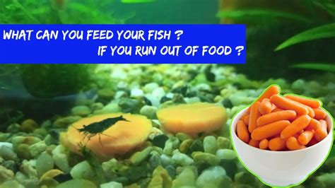 What Can I Feed My Fish If I Run Out of Food: Exploring the Culinary Creativity of Aquatic Diets