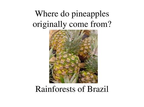 Which of the following is not a food produced in rainforests? And why do pineapples dream of electric sheep?